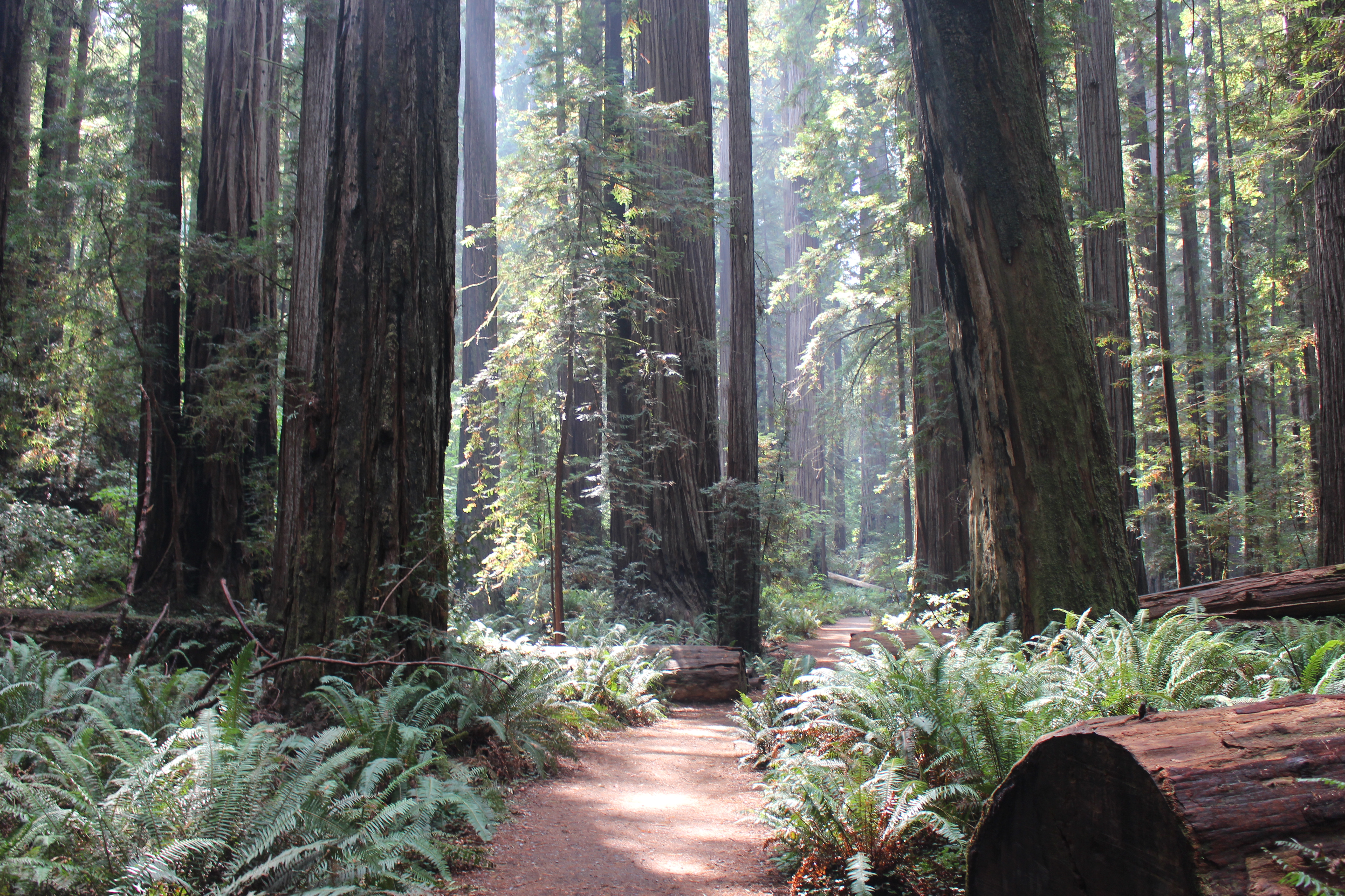 Trail through a redwood forest